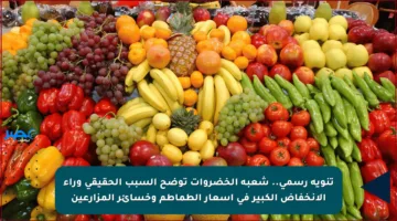 تنويه رسمي.. شعبة الخضروات توضح السبب الحقيقي وراء الانخفاض الكبير في أسعار الطماطم وخسائر المزارعين